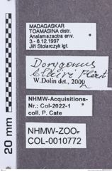 Etikette zu Dorygonus (Dorygonus) blairi (NHMW-ZOO-COL-0010772)